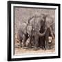 Mother and Baby Elephant Preparing for a Dust Bath, Chobe National Park, Botswana-Wendy Kaveney-Framed Photographic Print