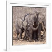 Mother and Baby Elephant Preparing for a Dust Bath, Chobe National Park, Botswana-Wendy Kaveney-Framed Photographic Print