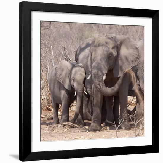 Mother and Baby Elephant Preparing for a Dust Bath, Chobe National Park, Botswana-Wendy Kaveney-Framed Photographic Print