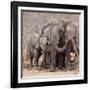 Mother and Baby Elephant Preparing for a Dust Bath, Chobe National Park, Botswana-Wendy Kaveney-Framed Photographic Print