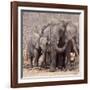 Mother and Baby Elephant Preparing for a Dust Bath, Chobe National Park, Botswana-Wendy Kaveney-Framed Photographic Print