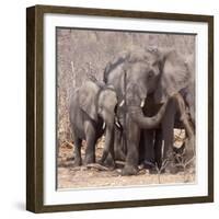 Mother and Baby Elephant Preparing for a Dust Bath, Chobe National Park, Botswana-Wendy Kaveney-Framed Photographic Print