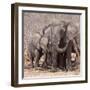 Mother and Baby Elephant Preparing for a Dust Bath, Chobe National Park, Botswana-Wendy Kaveney-Framed Photographic Print