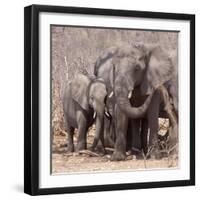 Mother and Baby Elephant Preparing for a Dust Bath, Chobe National Park, Botswana-Wendy Kaveney-Framed Photographic Print