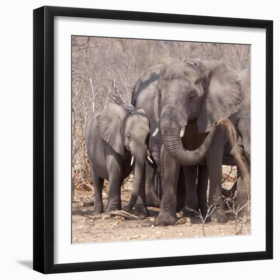 Mother and Baby Elephant Preparing for a Dust Bath, Chobe National Park, Botswana-Wendy Kaveney-Framed Photographic Print