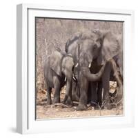 Mother and Baby Elephant Preparing for a Dust Bath, Chobe National Park, Botswana-Wendy Kaveney-Framed Photographic Print