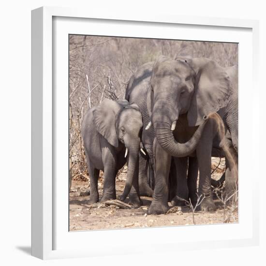 Mother and Baby Elephant Preparing for a Dust Bath, Chobe National Park, Botswana-Wendy Kaveney-Framed Photographic Print