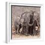 Mother and Baby Elephant Preparing for a Dust Bath, Chobe National Park, Botswana-Wendy Kaveney-Framed Photographic Print