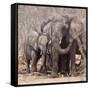 Mother and Baby Elephant Preparing for a Dust Bath, Chobe National Park, Botswana-Wendy Kaveney-Framed Stretched Canvas