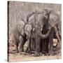 Mother and Baby Elephant Preparing for a Dust Bath, Chobe National Park, Botswana-Wendy Kaveney-Stretched Canvas