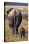 Mother and Baby Elephant-DLILLC-Stretched Canvas