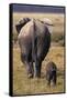 Mother and Baby Elephant-DLILLC-Framed Stretched Canvas