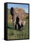 Mother and Baby Elephant-DLILLC-Framed Stretched Canvas