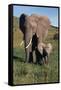 Mother and Baby Elephant-DLILLC-Framed Stretched Canvas