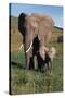 Mother and Baby Elephant-DLILLC-Stretched Canvas