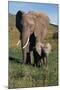 Mother and Baby Elephant-DLILLC-Mounted Premium Photographic Print