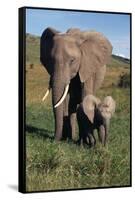 Mother and Baby Elephant-DLILLC-Framed Stretched Canvas