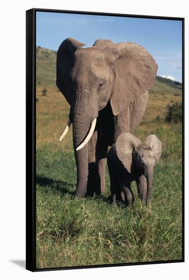 Mother and Baby Elephant-DLILLC-Framed Stretched Canvas