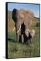 Mother and Baby Elephant-DLILLC-Framed Stretched Canvas