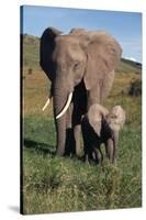 Mother and Baby Elephant-DLILLC-Stretched Canvas