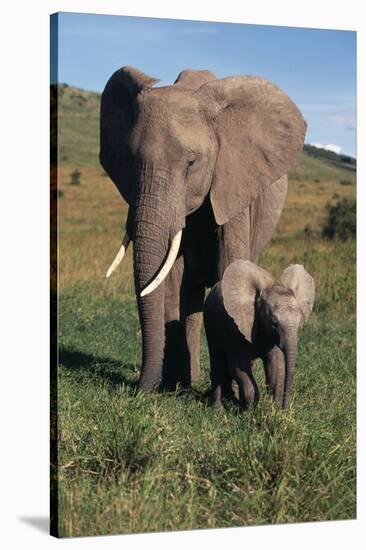 Mother and Baby Elephant-DLILLC-Stretched Canvas