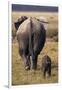 Mother and Baby Elephant-DLILLC-Framed Photographic Print