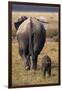 Mother and Baby Elephant-DLILLC-Framed Photographic Print