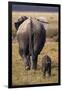 Mother and Baby Elephant-DLILLC-Framed Photographic Print