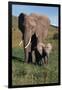 Mother and Baby Elephant-DLILLC-Framed Photographic Print