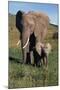 Mother and Baby Elephant-DLILLC-Mounted Photographic Print