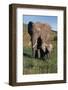 Mother and Baby Elephant-DLILLC-Framed Photographic Print