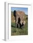 Mother and Baby Elephant-DLILLC-Framed Photographic Print