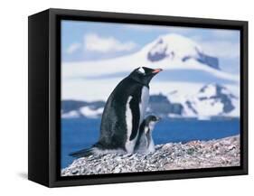 Mother and baby gentoo penguins-Kevin Schafer-Framed Stretched Canvas