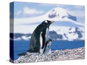 Mother and baby gentoo penguins-Kevin Schafer-Stretched Canvas