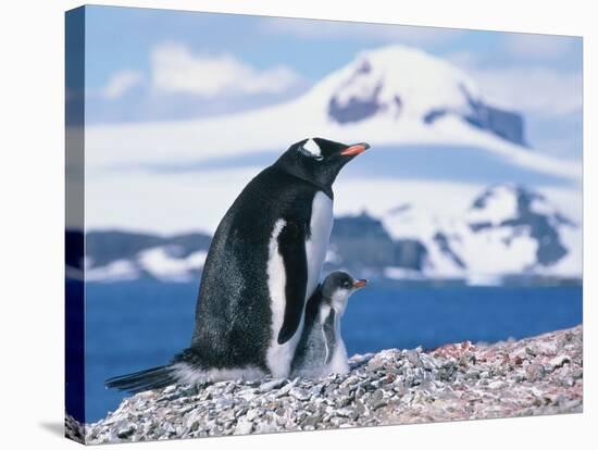 Mother and baby gentoo penguins-Kevin Schafer-Stretched Canvas