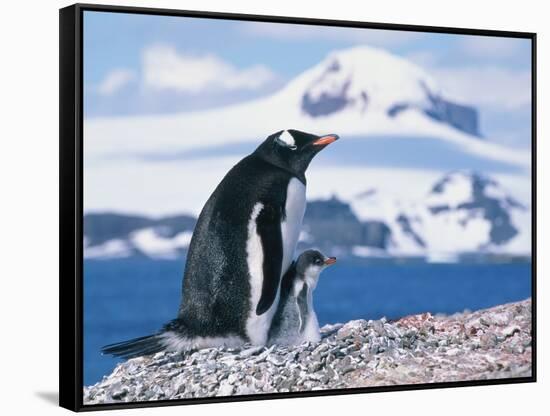 Mother and baby gentoo penguins-Kevin Schafer-Framed Stretched Canvas