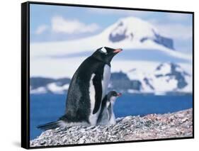 Mother and baby gentoo penguins-Kevin Schafer-Framed Stretched Canvas