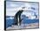 Mother and baby gentoo penguins-Kevin Schafer-Framed Stretched Canvas