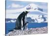 Mother and baby gentoo penguins-Kevin Schafer-Stretched Canvas