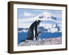 Mother and baby gentoo penguins-Kevin Schafer-Framed Premium Photographic Print