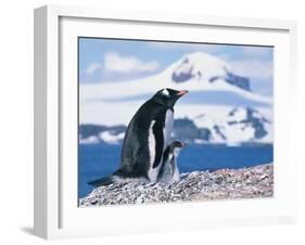 Mother and baby gentoo penguins-Kevin Schafer-Framed Premium Photographic Print