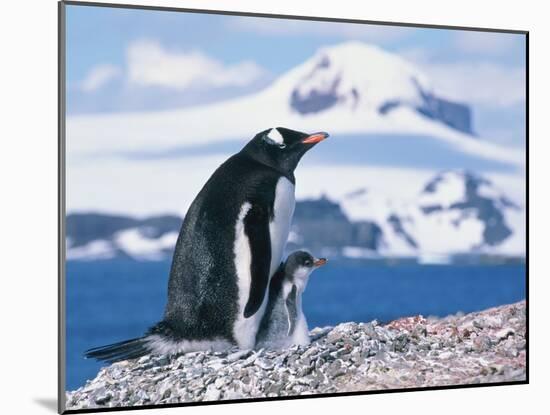 Mother and baby gentoo penguins-Kevin Schafer-Mounted Premium Photographic Print