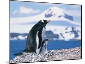Mother and baby gentoo penguins-Kevin Schafer-Mounted Premium Photographic Print