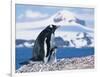 Mother and baby gentoo penguins-Kevin Schafer-Framed Photographic Print