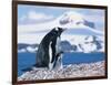 Mother and baby gentoo penguins-Kevin Schafer-Framed Photographic Print