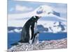 Mother and baby gentoo penguins-Kevin Schafer-Mounted Photographic Print