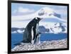 Mother and baby gentoo penguins-Kevin Schafer-Framed Photographic Print