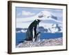 Mother and baby gentoo penguins-Kevin Schafer-Framed Photographic Print