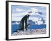 Mother and baby gentoo penguins-Kevin Schafer-Framed Photographic Print