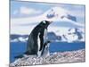 Mother and baby gentoo penguins-Kevin Schafer-Mounted Photographic Print